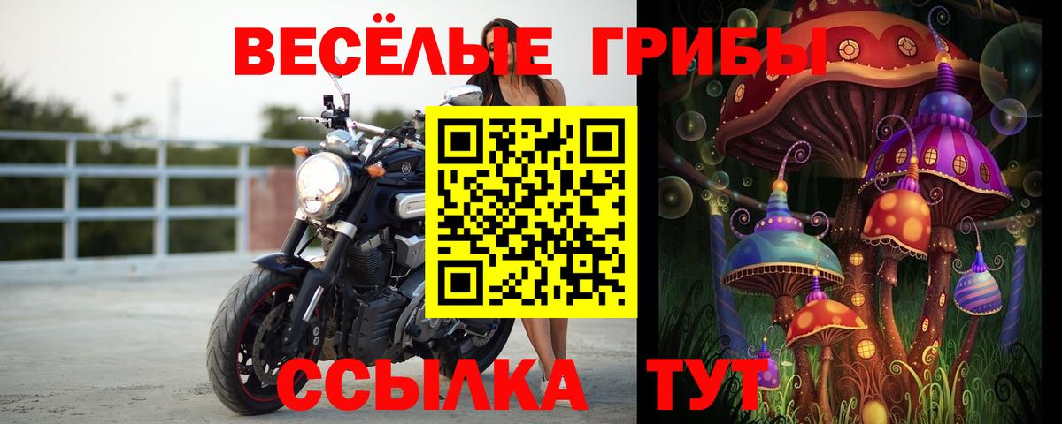 Псилоцибиновые грибы Psilocybe Зеленогорск